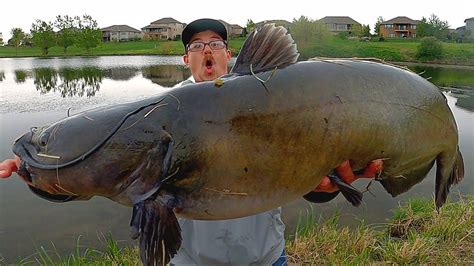 Biggest Catfish In The World Ever Caught