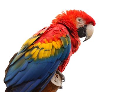 Free Image On Pixabay Animal Ara Macao Beak Bird Macaw Parrot