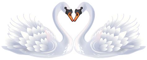 Mute Swan Bird Black Swan Valentines Day Clip Art Swan Png Download