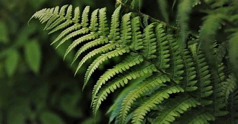 They are prolific bloomers, and you can petunia care. How Do Ferns Reproduce