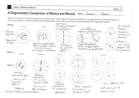 Jenna studied at cardiff university before training to become a science teacher at the university of bath specialising in biology (although. Diagram Mitosis Worksheet Answers | Printable Worksheets ...