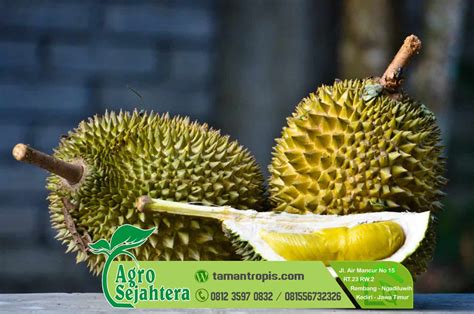 Kopi durian musang king premium. Jual Bibit/Benih Durian Musang King Asli