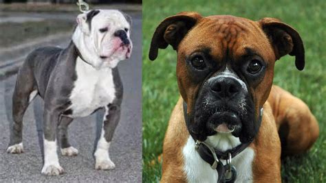 Old English Bulldog Vs Boxer Breed Comparison Mydogbreeds
