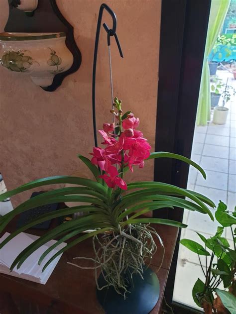 Vanda With Standard Florastore Hanging Orchid Vanda Orchids Orchids