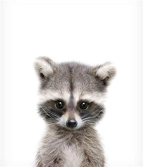 Nursery Decor Raccoon Print Woodland Animals Printable