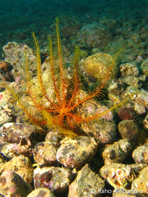 Necton e Plancton: Echinodermi: Giglio di Mare