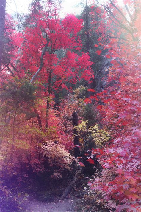 Maples In Pastel Shades Photograph By Saija Lehtonen Fine Art America