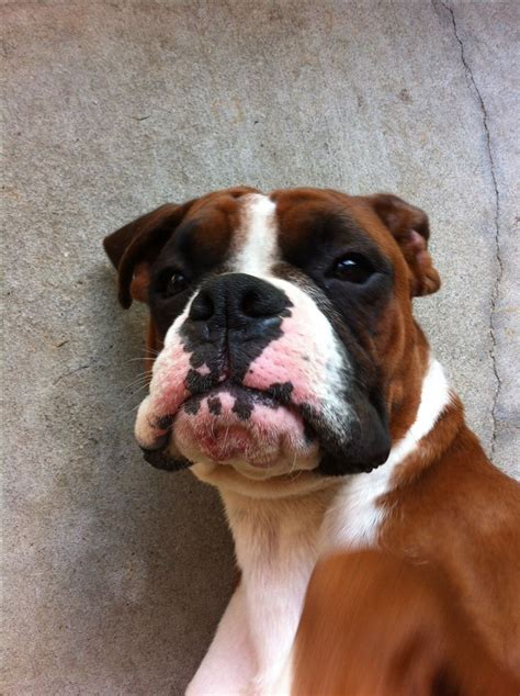 Cutest boxer puppy meets boxer dog for the first time! Woodrow!! Funny #Boxer #Puppy! | Boxer love, Funny boxer ...