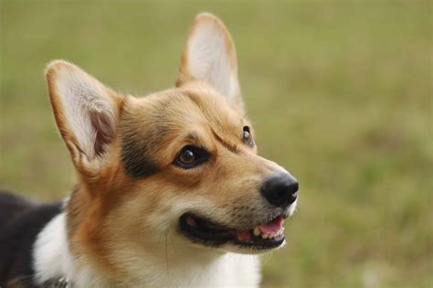 About The Breed Pembroke Welsh Corgi Highland Canine Training
