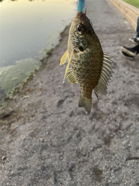 This Look Like A Red Earcrappie Hybrid Caught Like 15 Crappies D Then