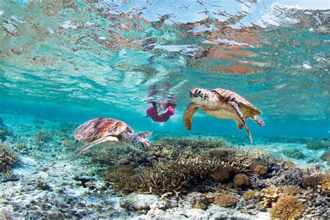 Best Places To See Turtles On The Great Barrier Reef Near Cairns