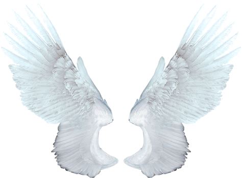 Wings Angel Png Png All Png All