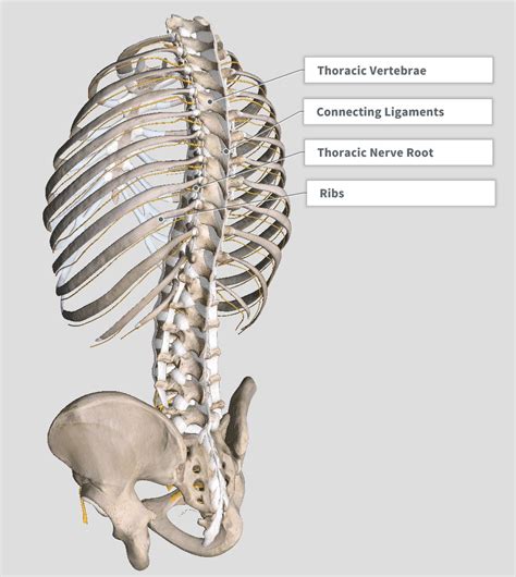 Anatomy Of Ribs Human Rib Cage 3d Model Breathing Programme Know