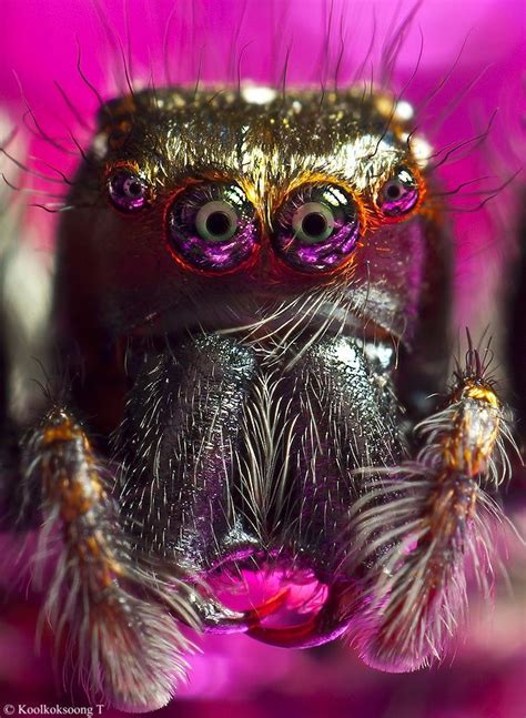 Portrait Jumping Spider By Thanit Koolkoksoong Jumping Spider Bugs