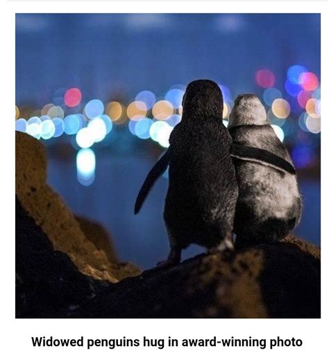 A Shot Of Two Widowed Penguins Appearing To Comfort One Another In