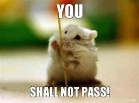 25 Adorable Hamster Memes That Will Surely Brighten Your Day