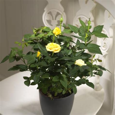 Buy Rose Miniature Pack Of 10 Plants Plantslive