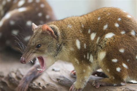 Spotted Quoll Stock Photos Pictures And Royalty Free Images Istock