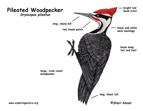 Maybe you would like to learn more about one of these? Woodpecker (Pileated)