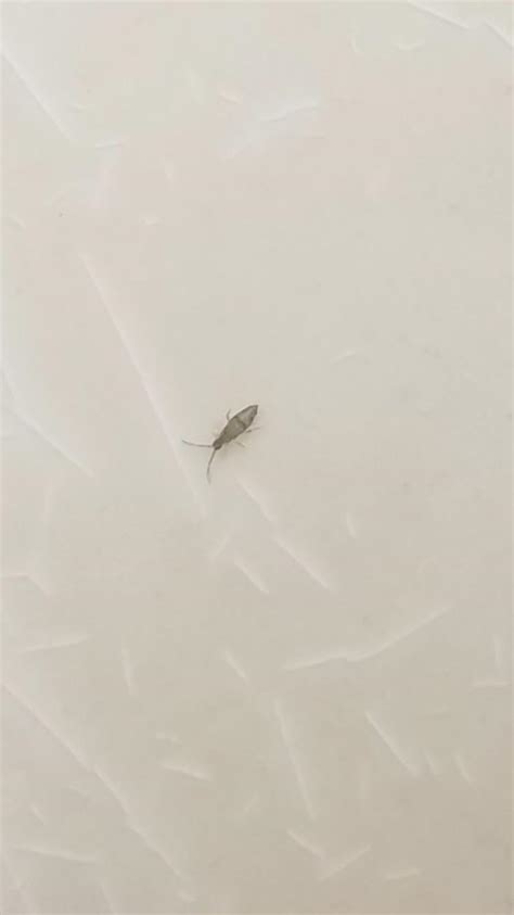 What Are These Little Bugs Found In A Bathroom Its Smaller Than An