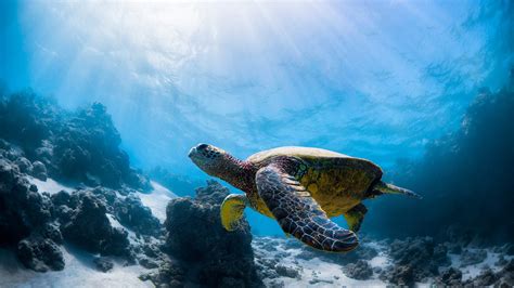 Brown Turtle Swimming Underwater Near Coral Reefs Hd Animals Wallpapers