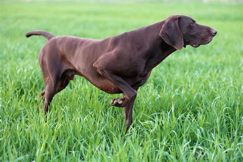 Pointer Dog Breed Characteristics And Care