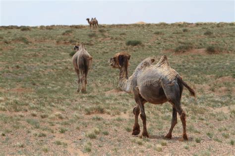Thousand camel festival takes place in gobi desert in winter. Camels In The Mongolian Desert Gobi Stock Photo - Image of ...