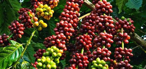 bi bantu pengembangan komoditas kopi arabica  solok tropisco