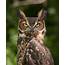 Carnivores And Super Predators Owls Pics