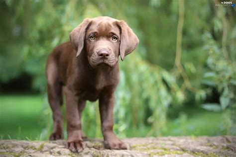 Labrador Puppy Brown Dogs Wallpapers 1800x1200