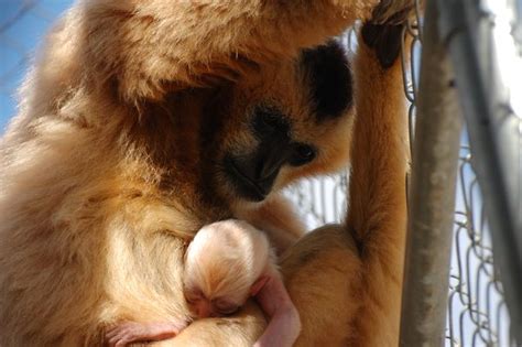 Gibbon Conservation Center Celebrates Birth Of Critically Endangered