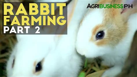 Plus pdf and video training. Rabbit Farming Part 2 : How to Manage a Rabbit Farm ...