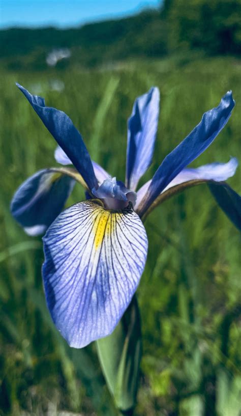 Iris Versicolor Northern Blue Flag Prairie Moon Nursery
