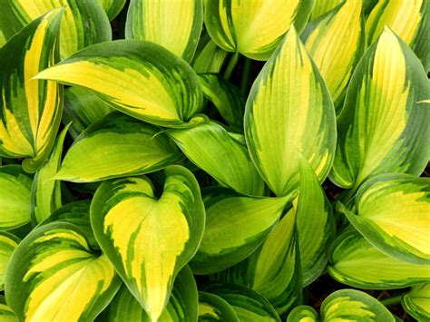 The next good mulch for hosta is pine bark. Different Types Of Hostas - Learn About Common Varieties ...