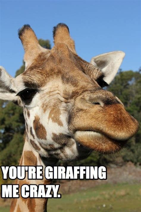 Giraffing Me Crazy Animal Puns Funny Giraffe Giraffe Pictures