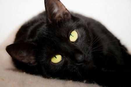 Many black cats find themselves to be one of the last picks at the shelter, but they are wonderful cats with so much love and fun. Black Cat Superstitions and Their Origins - The Conscious Cat