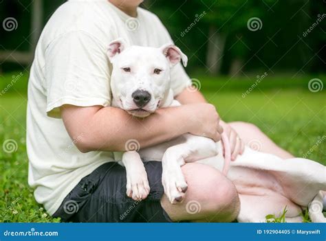 A Pit Bull Mixed Breed Dog Cuddling In A Person`s Lap Stock Image
