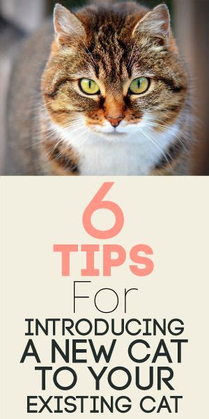 Tips For Introducing A New Cat To Your Existing Cat Introducing A New
