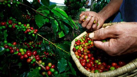 Primera Cosecha Cafetera Representa 850 Mil Millones En La Economía Del Huila