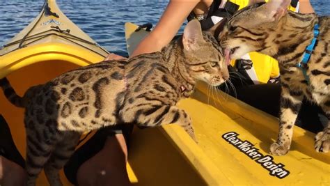 Bengal Cats Canoeing Adventure Cat Fancast