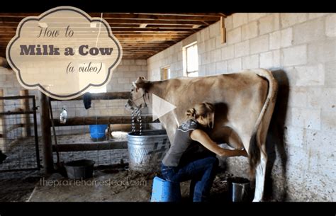 How To Milk A Cow The Prairie Homestead