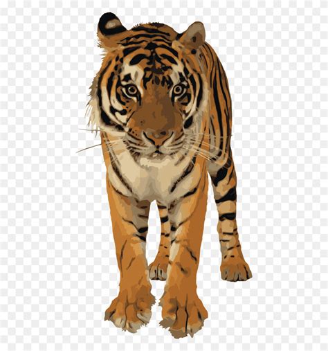 Clipart Best Tiger Transparent Royal Bengal Tiger Wildlife Mammal