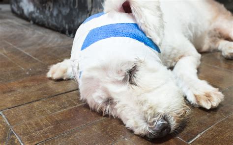 What To Do If Your Pet Has A Head Injury First Aid For Pets