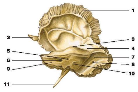 Fig 65 Temporal Bone Inside View 1 Squamous Part 2 The