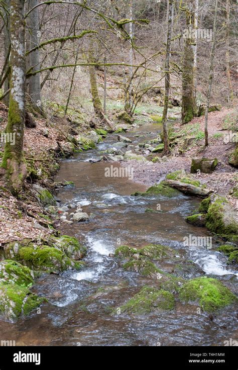 Woodland Stream In Early Spring Wutachschlucht Gorge Black Forest