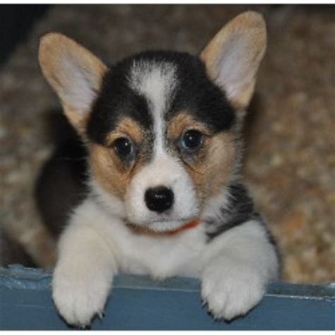 They may advertise pembroke welsh corgi puppies in orlando as pedigrees when they're not, and lie about their health. Classy Corgis, Pembroke Welsh Corgi Breeder in Newberry ...