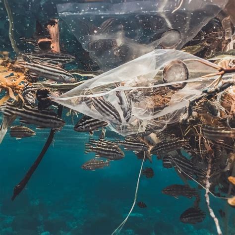 Ocean Plastic What You Need To Know Investable Oceans