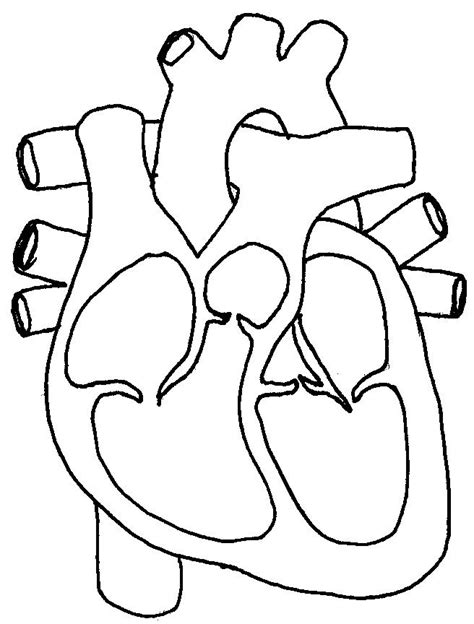 Unlabelled Diagram Of The Heart Clipart Best