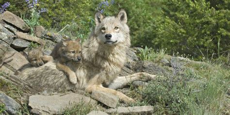 Keep Gray Wolves Protected Under The Endangered Species Act Petition