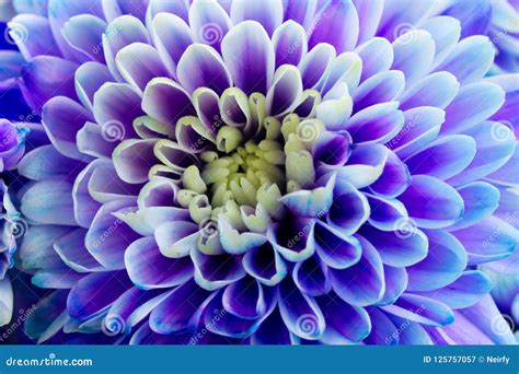 Blue Chrysanthemum Flowers Stock Image Image Of Blooming 125757057